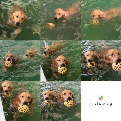Dog swimming pool